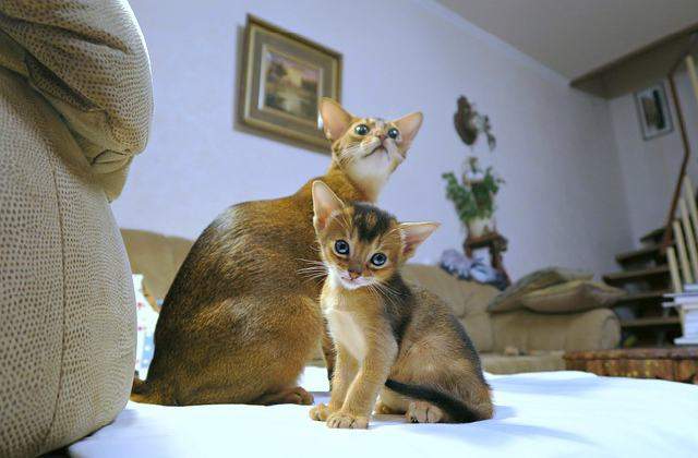 Pure Abyssinian Cat Compared to Other Cat Breeds