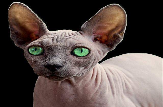 Green eye - Sphynx Cat Compared to Popular Cats