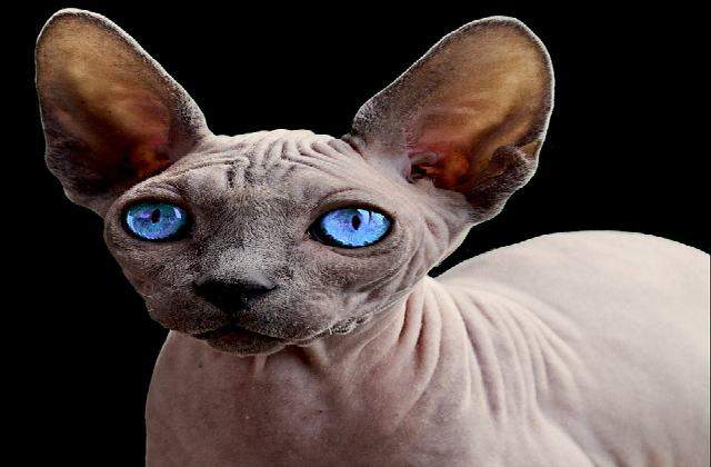 Blue eye - Sphynx Cat Compared to Popular Cats
