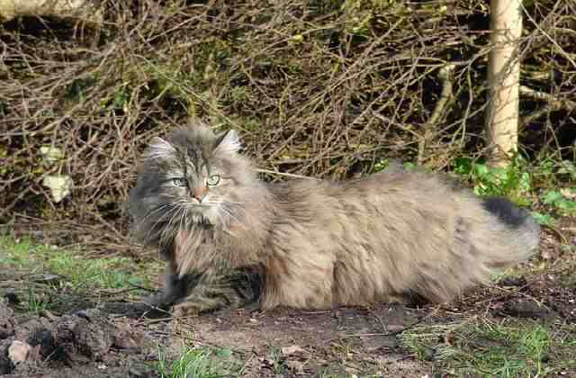 Norwegian Forest Cat lost (Norwegian Forest Cat Size Comparison)