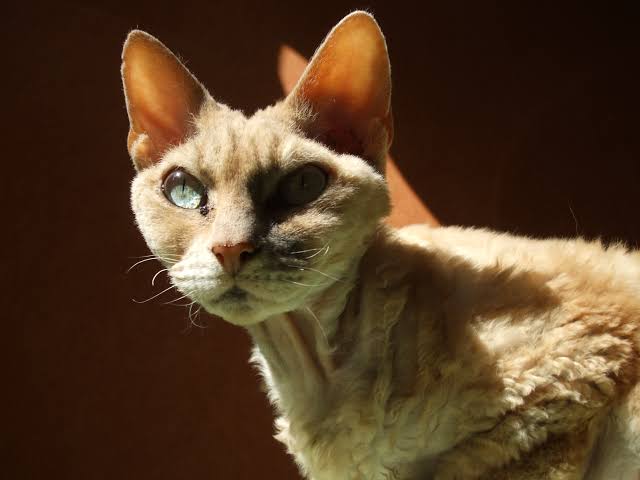  Calm Devon Rex Cat Compared to other Popular Cats