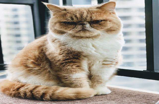 Angry Exotic shorthair -  Exotic shorthair vs Other Cats