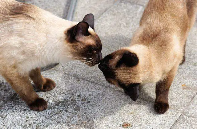 Siamese Cat size vs other popular cats