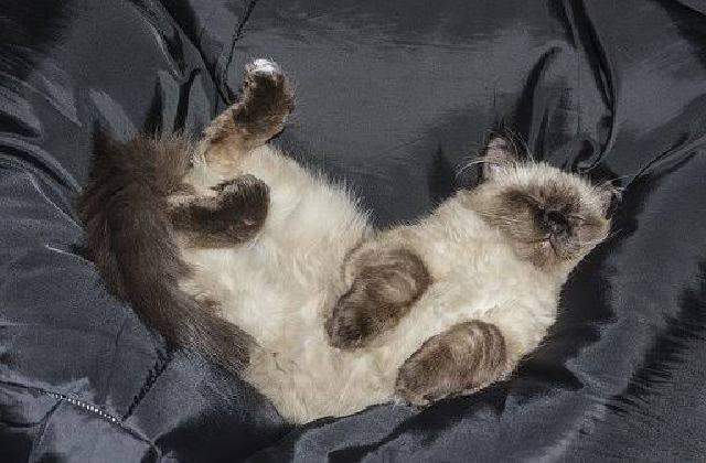 Bad Sleeping Postures - Ragdoll Cat behavior problems