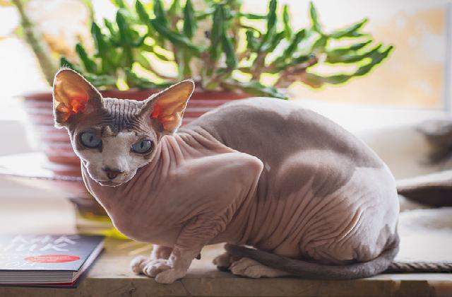 Sphynx Cat Compared to Popular Cats
