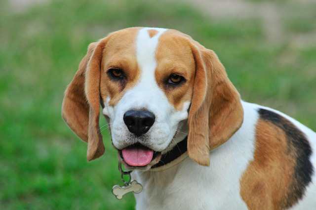 Amazing Beagle Facts