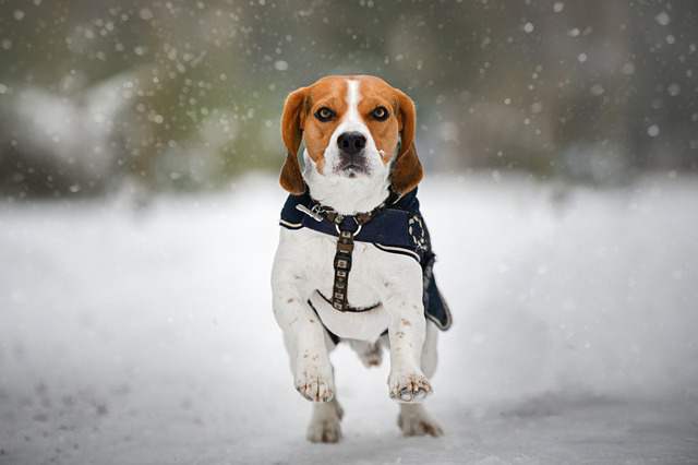 Beagle Breed Profile - Beagle Facts