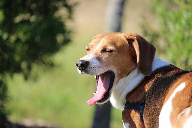 Beagles Are Very Vocal - Beagle Facts