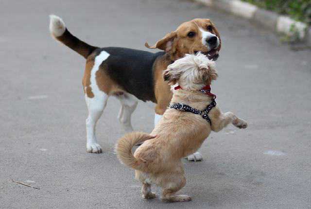 Beagles Do Well With Other Dogs - Beagle As A Pet
