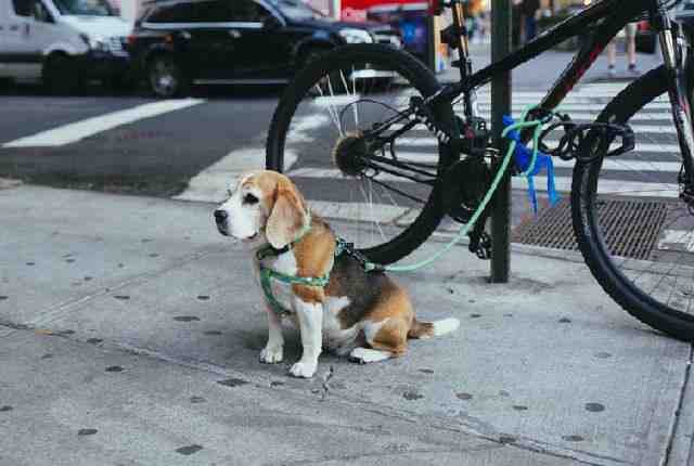 Beagles Love Adventures With Their Owners - Beagle As A Pet