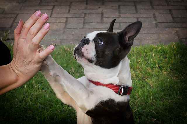 Boston Terriers - Low Maintenance Small Dogs