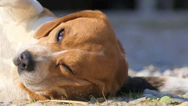 Cherry Eye Beagle Health Issues