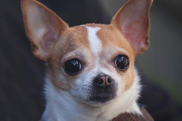 Chihuahua - Low Maintenance Small Dogs
