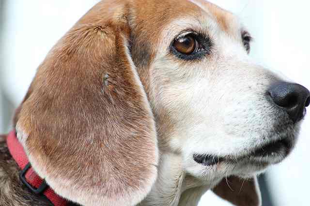 Do Beagles Shed A Lot
