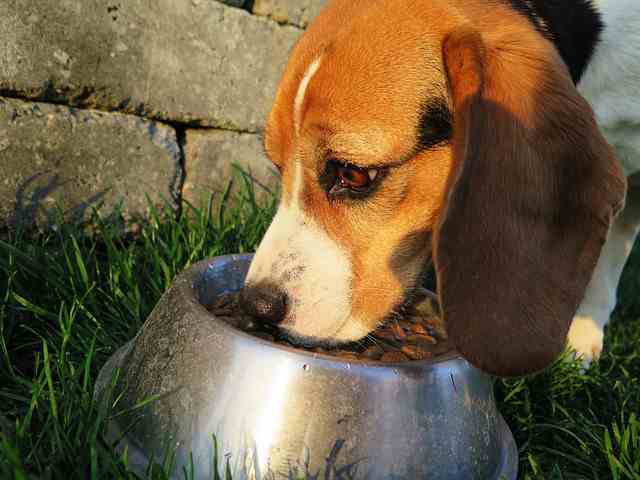 Healthy diet - Do Beagles Shed A Lot