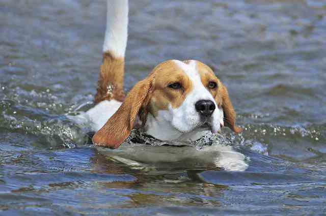 High energy level - Beagle characteristics