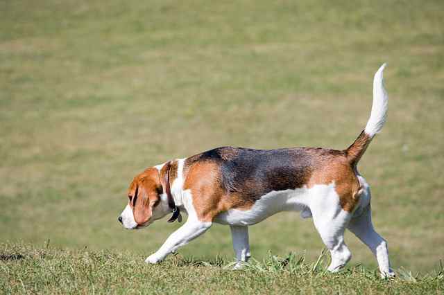 Intelligence - Beagle Characteristics