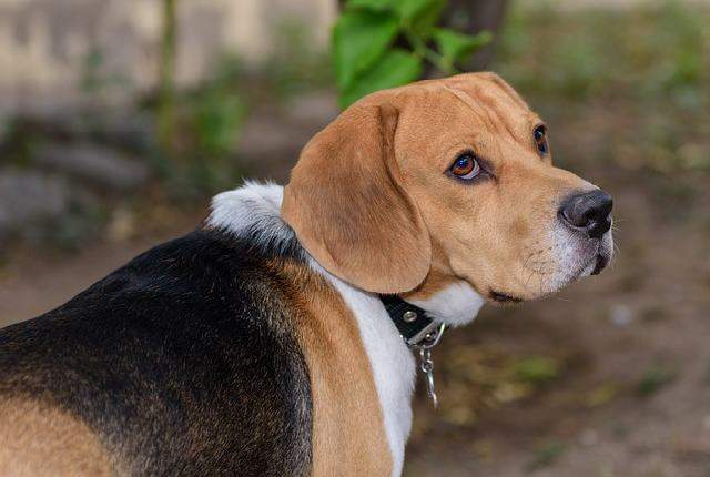 Other things to know about beagles - Beagle As A Pet