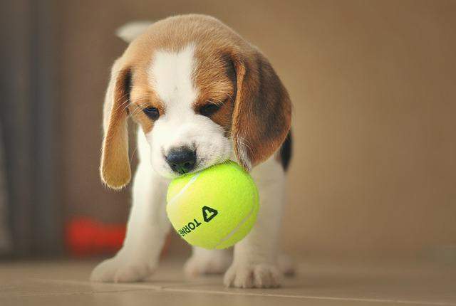 Playful nature - Beagle As A Pet