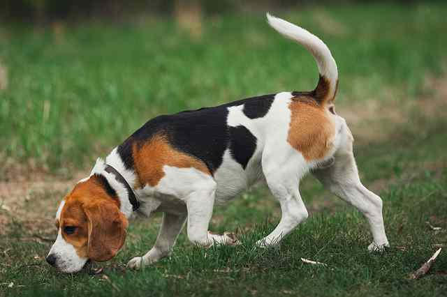 What do Beagles hate - Beagle Characteristics