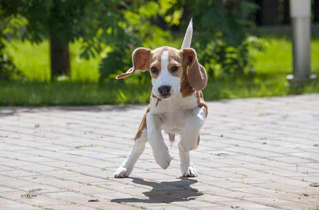 Health Challenges of the Beagle breed