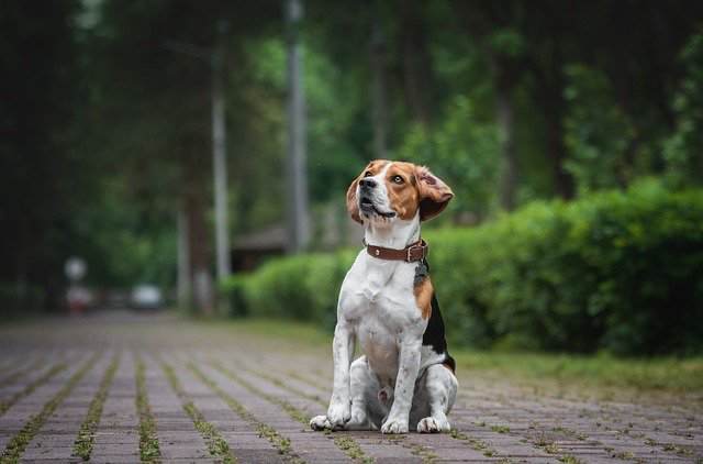 Characteristics & Personality of Beagle breed