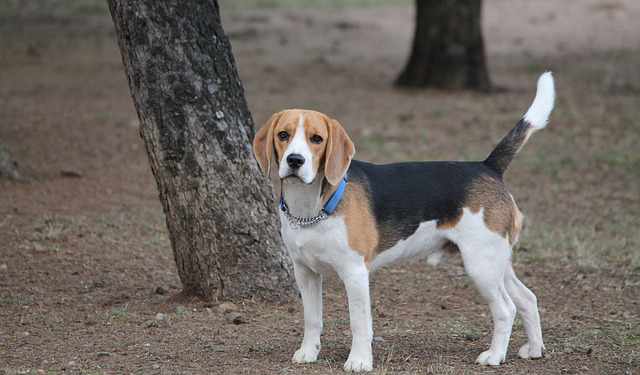 Beagle Breed