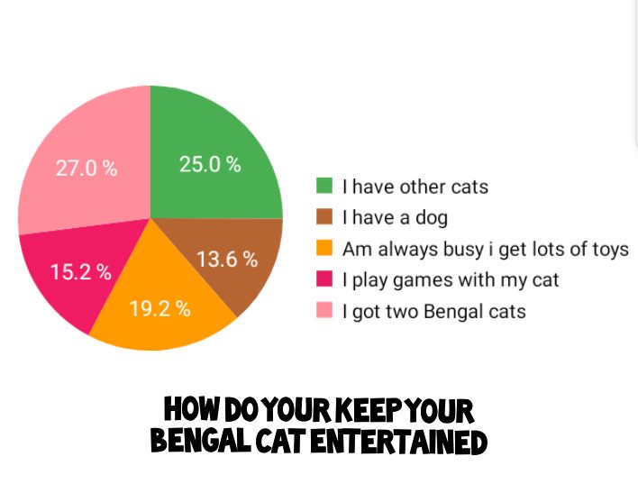 How do your keep your bengal cat entertained