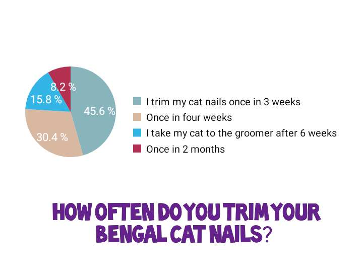 How often do you trim your Bengal cat nails