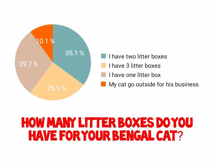How many litter boxes you should have for Bengal cat?