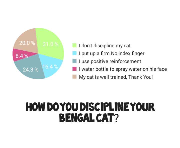 How do you discipline a Bengal cat