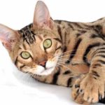 Are Bengal Cats Aggressive