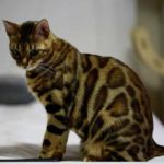 how to care for bengal cats