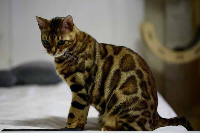 how to care for bengal cats