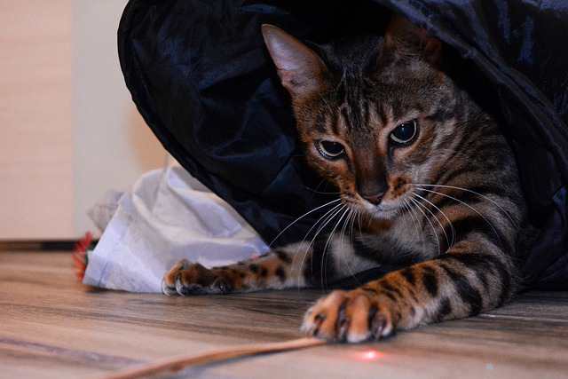 How to Entertain a Bengal Cat: A Practical Case Study