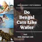 Do Bengal Cats Like Water