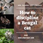 How to discipline a Bengal cat