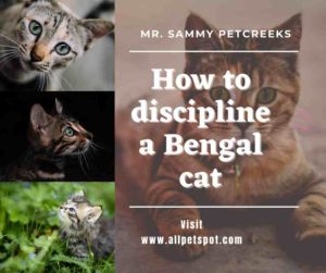 How to discipline a Bengal cat