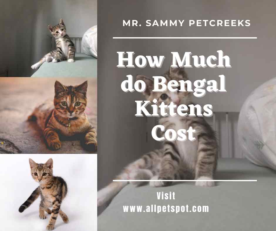 How Much do Bengal Kittens Cost