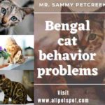 Bengal cat behavior problems