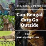 Can Bengal Cats Go Outside
