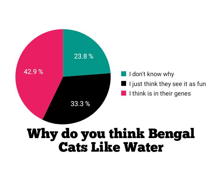 Why do bengal cats like water