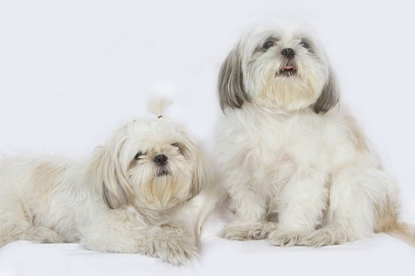 Are Shih Tzus Good With Kids