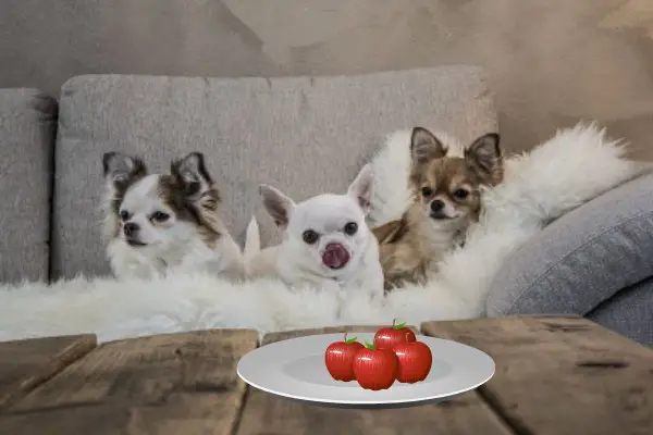 Can Chihuahuas Eat Apples