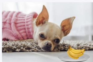 Can Chihuahuas Eat Bananas