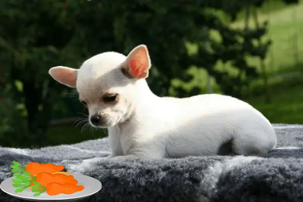 Can Chihuahuas Eat Carrots