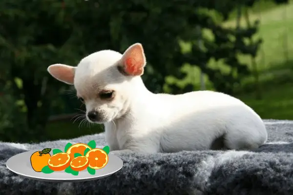 Can Chihuahuas Eat Oranges