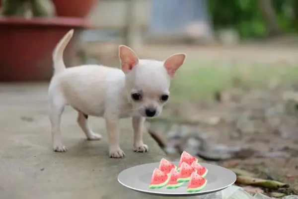 Can Chihuahuas Eat Watermelon