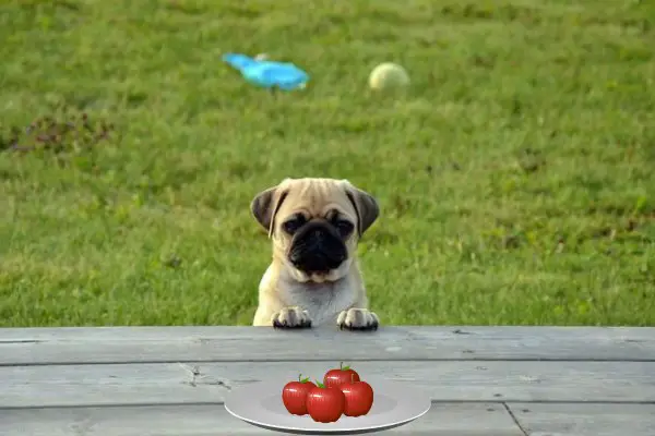 Can Pugs Eat Apples