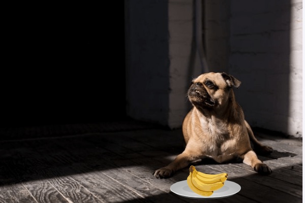 Can Pugs Eat Bananas